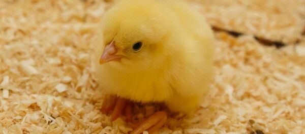 Птицефабрика, архивное фото - Sputnik Беларусь