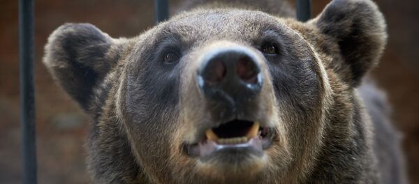 Медведица, архивное фото Медведица, архивное фото - Sputnik Беларусь