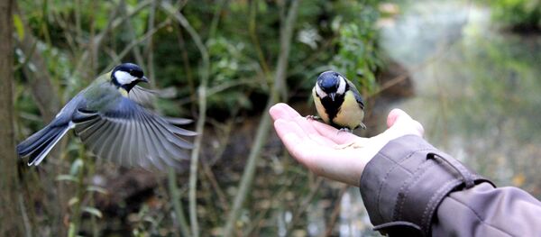 Сініцы Сініцы - Sputnik Беларусь