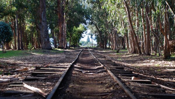Железная дорога в лесу. Архивное фото - Sputnik Беларусь