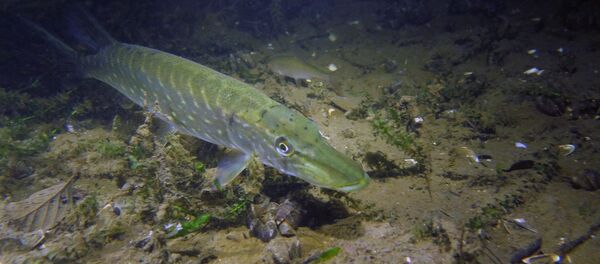 Щука в водоеме, архивное фото - Sputnik Беларусь