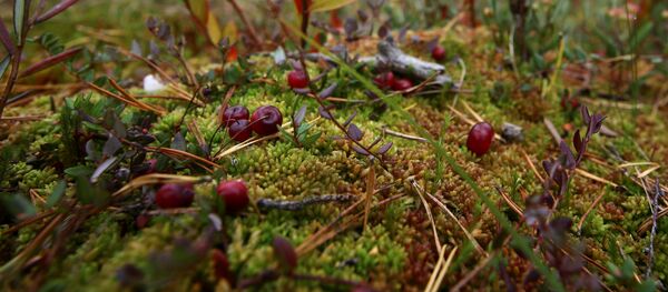 Сбор клюквы на болоте - Sputnik Беларусь