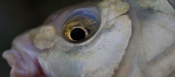 Лещ, архивное фото - Sputnik Беларусь