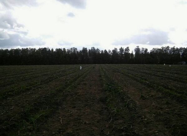 В Молодечненском районе на поле во время уборки картофеля погибла девочка - Sputnik Беларусь