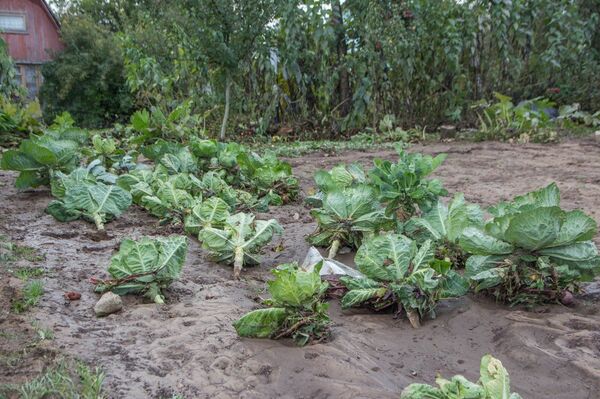 От потока воды пострадали грядки  - Sputnik Беларусь