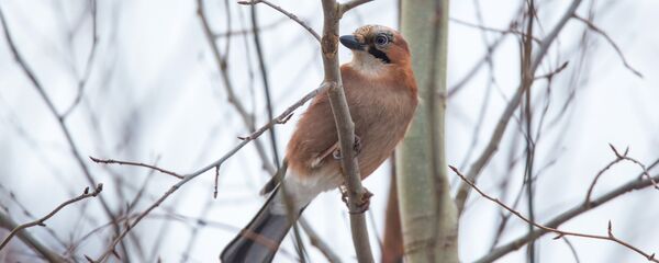 Сойка обыкновенная - Sputnik Беларусь