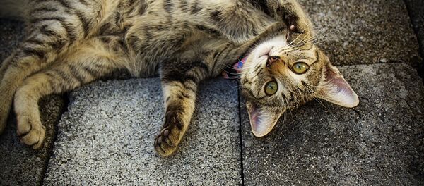 Кот - Sputnik Беларусь