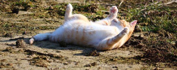 Кот Кот - Sputnik Беларусь