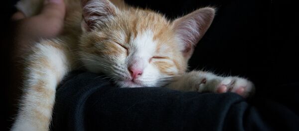 Котенок - Sputnik Беларусь