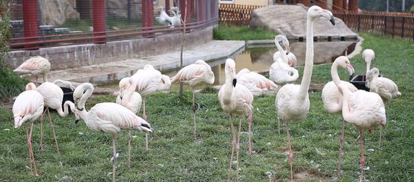 Отопительный сезон в Минском зоопарке: как животные готовятся к зиме - Sputnik Беларусь