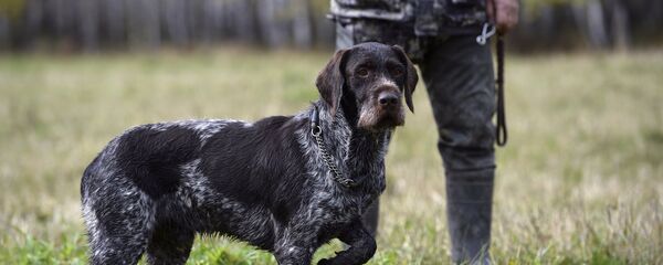 Загонная охота - Sputnik Беларусь