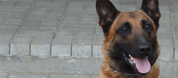 Рамзис - служебная собака литовских пограничников - Sputnik Беларусь