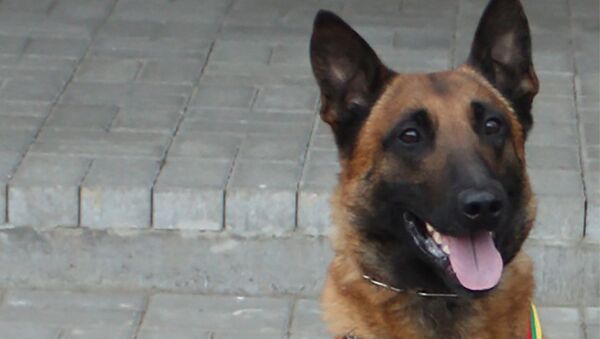 Рамзис - служебная собака литовских пограничников - Sputnik Беларусь