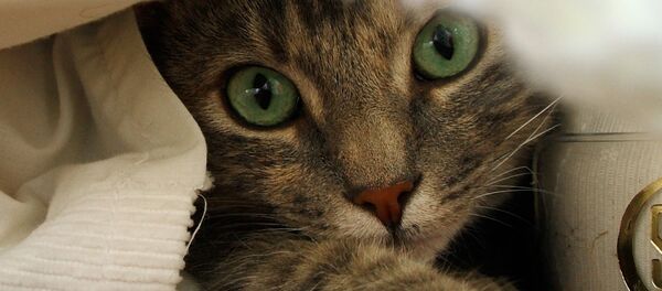 Каток мерзне - Sputnik Беларусь