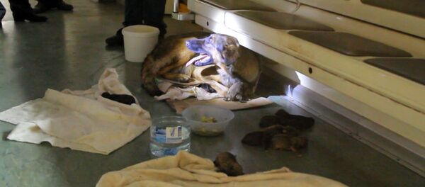 Спутник_Хвостатые пассажиры: дворняжка родила девять щенков в вагоне метро - Sputnik Беларусь