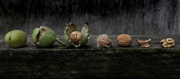 Еvolutio - Sputnik Беларусь