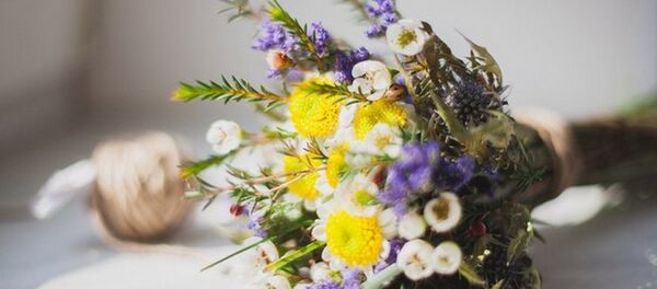 Палявыя кветкі Палявыя кветкі - Sputnik Беларусь