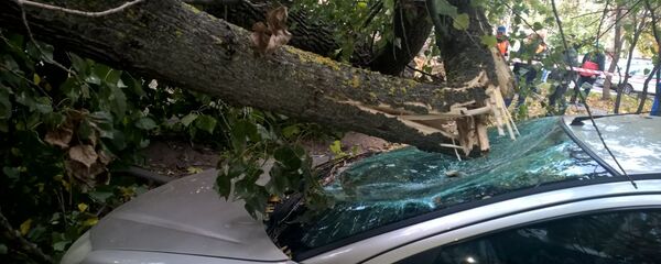 Автомобиль Peugeot повредило упавшее дерево Автомобиль Peugeot повредило упавшее дерево - Sputnik Беларусь