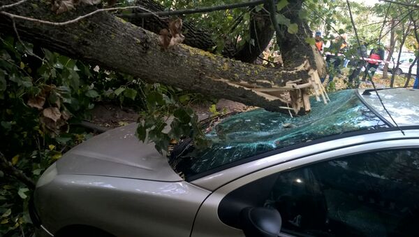 Автомобиль Peugeot повредило упавшее дерево - Sputnik Беларусь