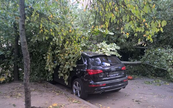 Упавшее дерево повредило автомобиль Audi Q5 - Sputnik Беларусь