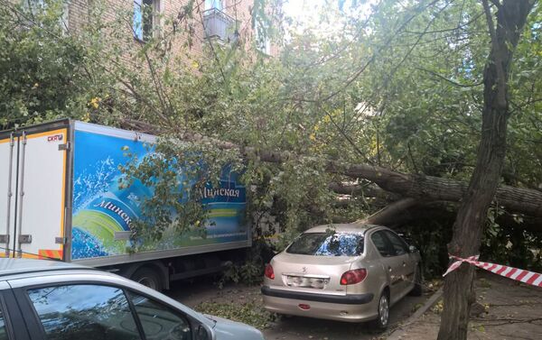 Упавшее дерево во дворе дома на Бобруйской - Sputnik Беларусь