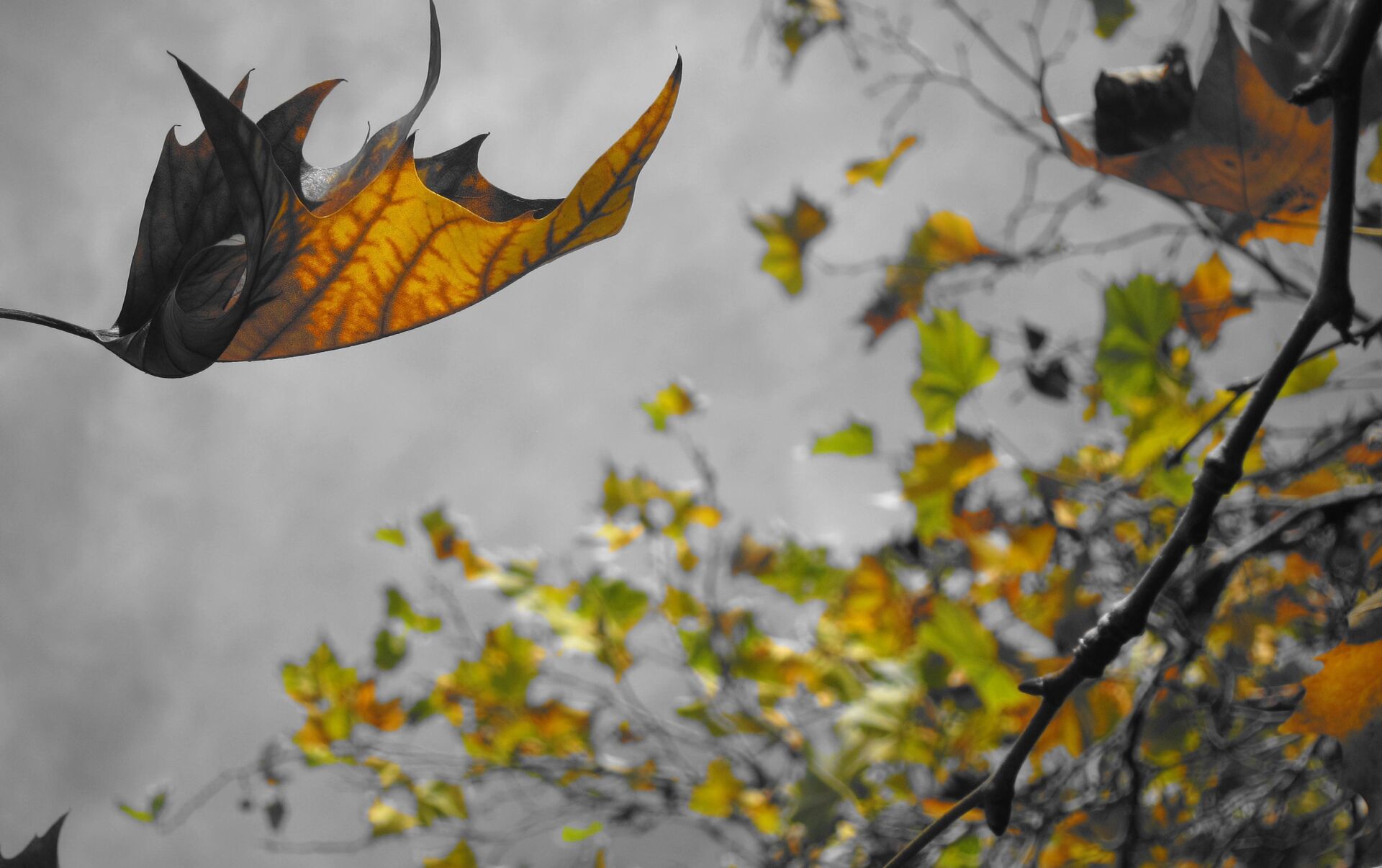 Ветер уносит листья. Падающие листья. Падающие осенние листья. Лист на ветру. Осенние листья на ветру.