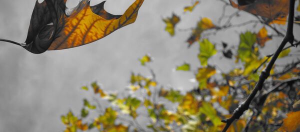 Падающие листья - Sputnik Беларусь