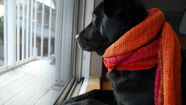 Собака в шарфе - Sputnik Беларусь