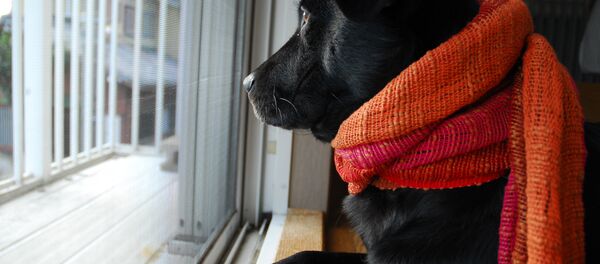 Собака в шарфе - Sputnik Беларусь