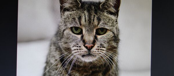 Самый старый кот в мире - Sputnik Беларусь