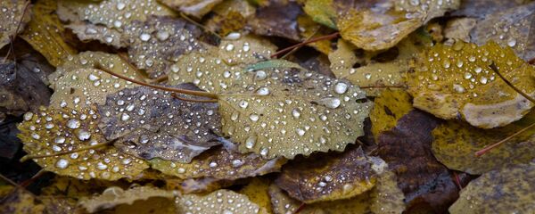 Восень Восень - Sputnik Беларусь