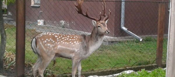 Олень забежал в один из дворов в Бресте - Sputnik Беларусь