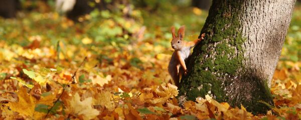 Белка в ботаническом саду Белка в ботаническом саду - Sputnik Беларусь