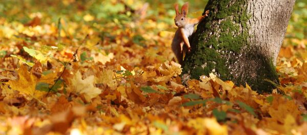 Белка в ботаническом саду Белка в ботаническом саду - Sputnik Беларусь