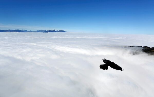 Птица летит над туманом, покрывающим озеро Тун - Sputnik Беларусь