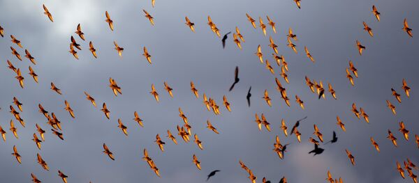 Пералётныя птушкі - Sputnik Беларусь