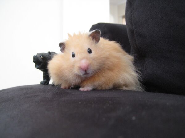 Хомяк, архивное фото - Sputnik Беларусь