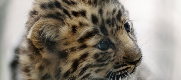 Кацяня леапарда Кацяня леапарда - Sputnik Беларусь