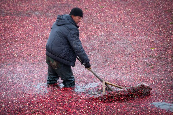 Работники в рыбацких сапогах заходят в воду и сгребают ягоду. - Sputnik Беларусь
