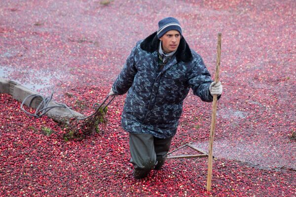 Клюквенные плантации заполняют водой и бонами начинают подтягивать ягоды к месту сбора. - Sputnik Беларусь