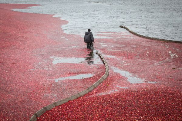Клюквенно-красные водные пространства - незабываемое зрелище. - Sputnik Беларусь