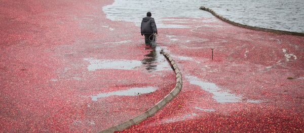 Сбор клюквы на плантациях ОАО Полесские журавины - Sputnik Беларусь