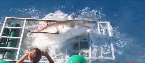 Акула - Sputnik Беларусь