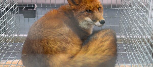 Лиса в зоопарке - Sputnik Беларусь