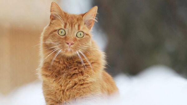 Кот і сняжынкі - Sputnik Беларусь