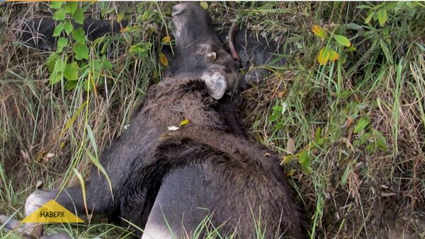 Лось повредил шесть автомобилей в Гомеле, ранил мужчину и был застрелен из автомата Лось повредил шесть автомобилей в Гомеле, ранил мужчину и был застрелен из автомата - Sputnik Беларусь