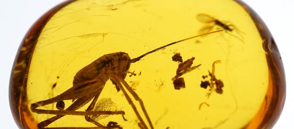 Инклюзы в Калининградском музее янтаря Инклюзы в Калининградском музее янтаря - Sputnik Беларусь