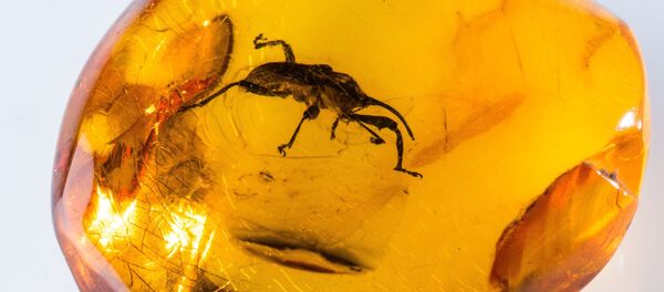 Инклюзы в Калининградском музее янтаря - Sputnik Беларусь