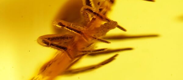 Инклюзы в Калининградском музее янтаря - Sputnik Беларусь