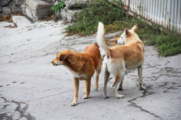 Собаки охраняют территорию дома в Крыму - Sputnik Беларусь